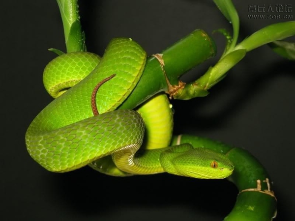 干货满满，在深山里面被毒蛇咬了怎么自救