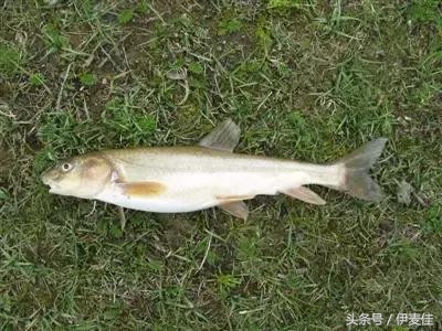 青海湟鱼科普介绍,湟鱼科普小知识