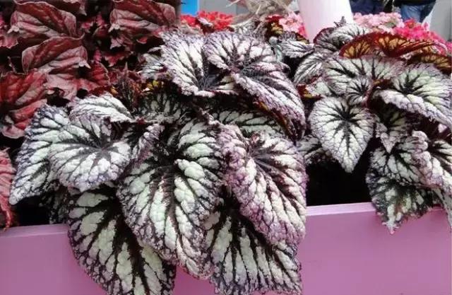 海棠到冬天叶片都掉光了,海棠到夏天就落叶