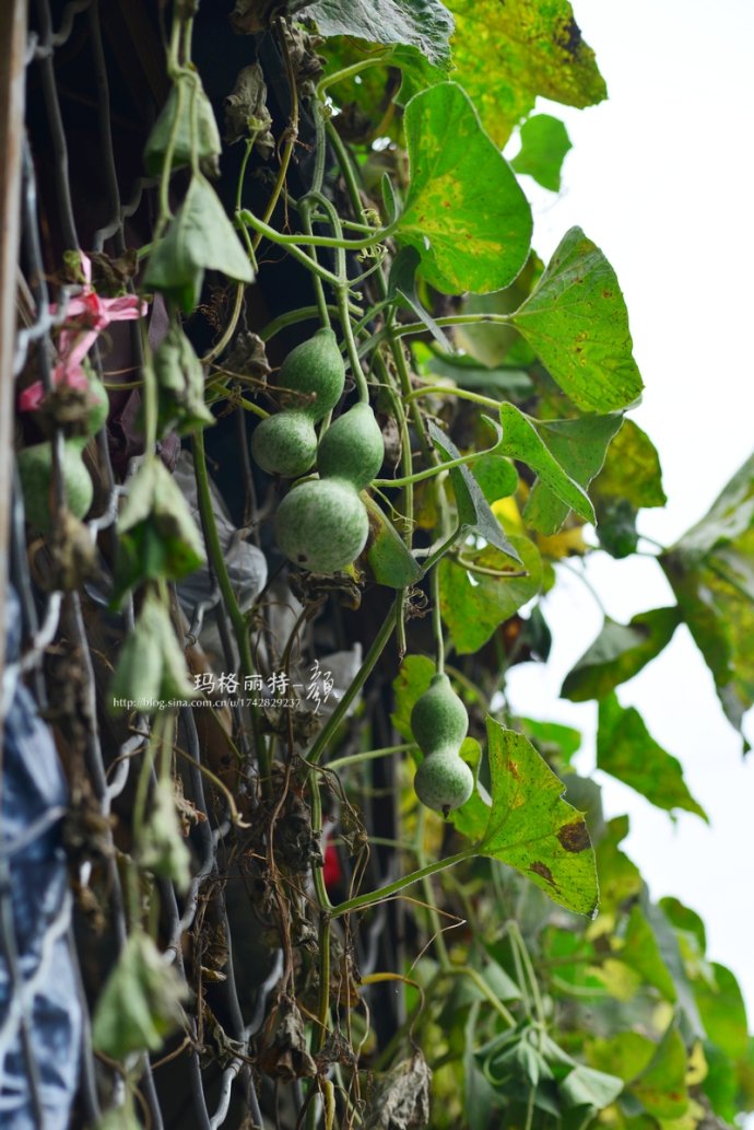 植物美图笔记~各种瓜（葫芦科植物）