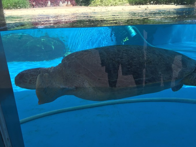 珠海长隆海洋王国游记作文,珠海长隆海洋王国一日游攻略