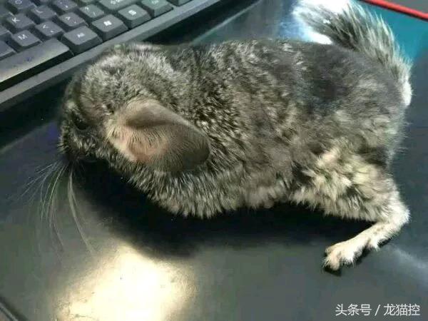 龙猫中暑一般要恢复多久,龙猫中暑解决视频
