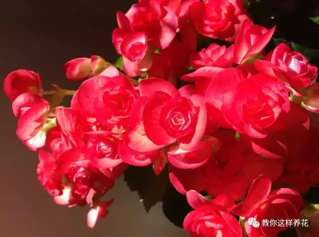 海棠到冬天叶片都掉光了,海棠到夏天就落叶