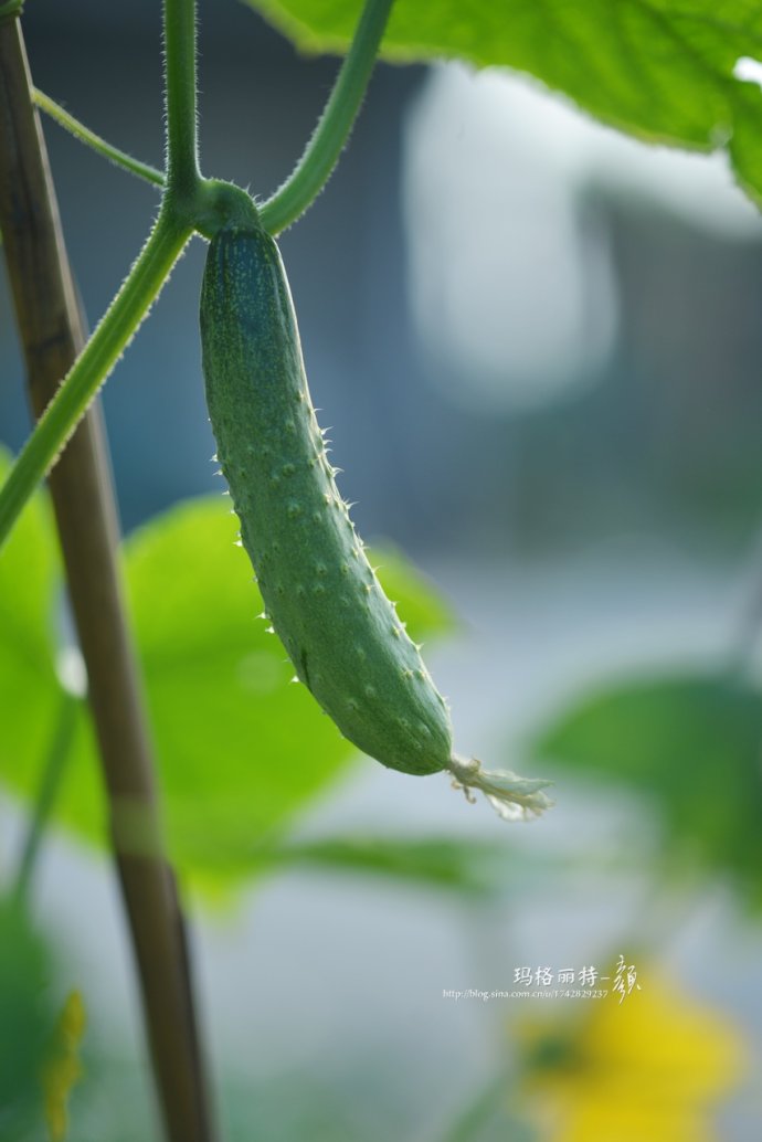 植物美图笔记~各种瓜（葫芦科植物）