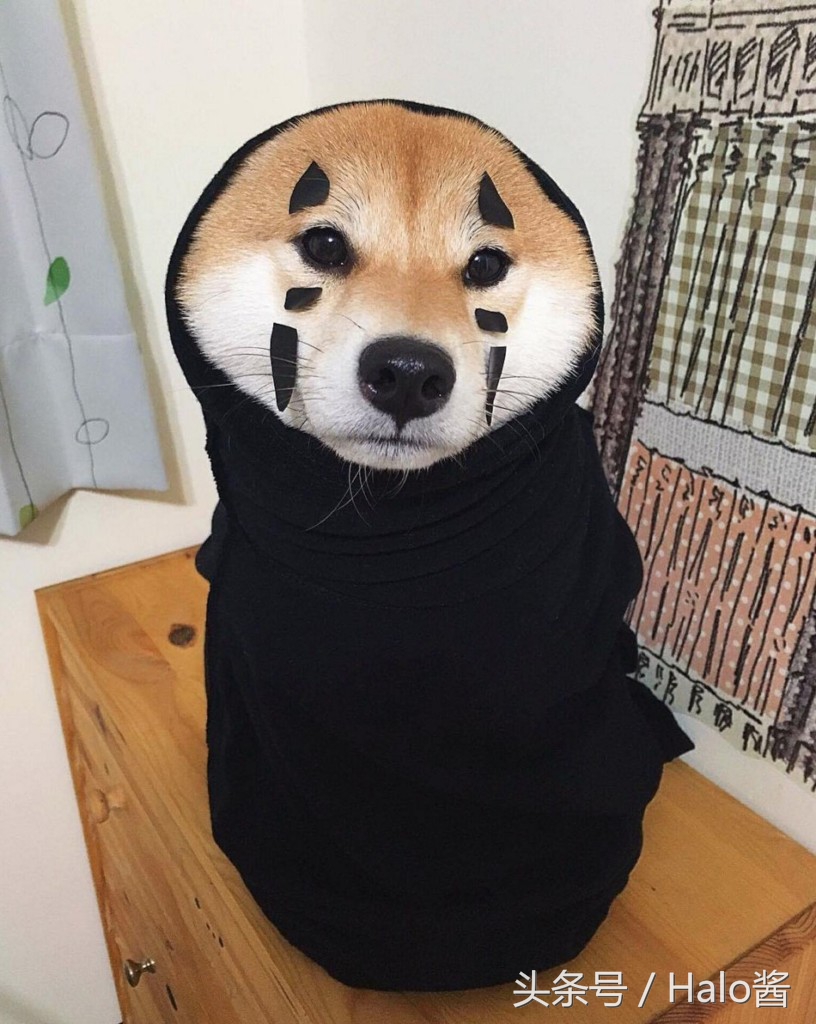 狗有阴阳眼能养吗,狗有阴阳眉