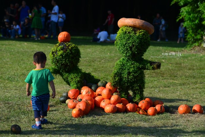 植物美图笔记~各种瓜（葫芦科植物）