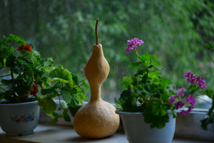 植物美图笔记~各种瓜（葫芦科植物）