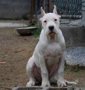 实战猎犬超大杜高犬,如何训练杜高对猎物的兴趣