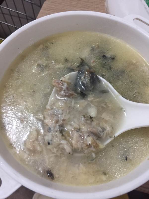 泰迪生完宝宝护犊子咋回事,怀孕的泰迪需要补钙吗