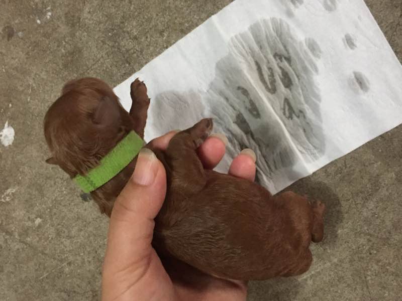 泰迪生完宝宝护犊子咋回事,怀孕的泰迪需要补钙吗