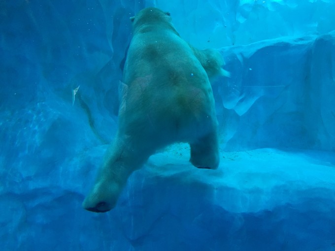 珠海长隆海洋王国游记作文,珠海长隆海洋王国一日游攻略