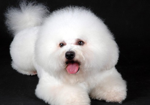 狗狗吃了驱虫药拉稀了怎么回事,狗狗吃了驱虫药拉肚子怎么办