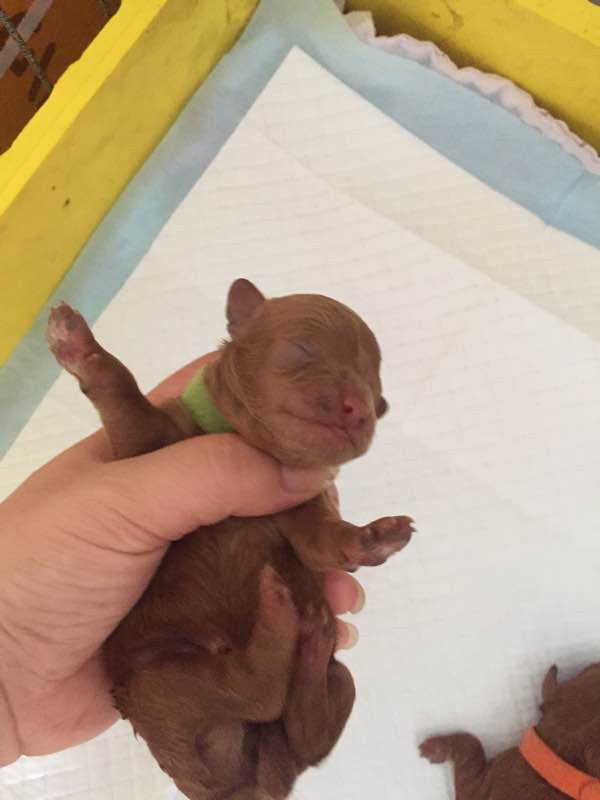 泰迪生完宝宝护犊子咋回事,怀孕的泰迪需要补钙吗