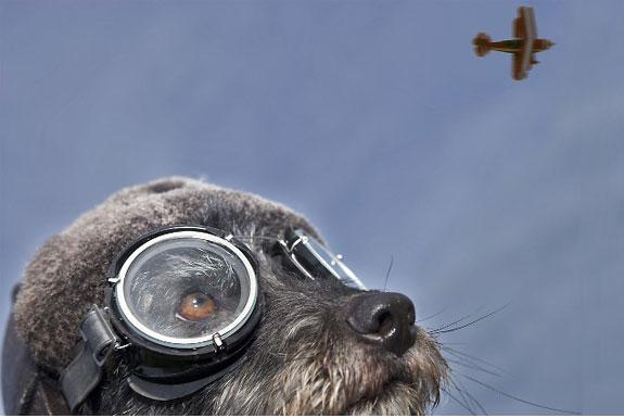 流浪猫志愿者实践活动,做志愿者的活动纪实