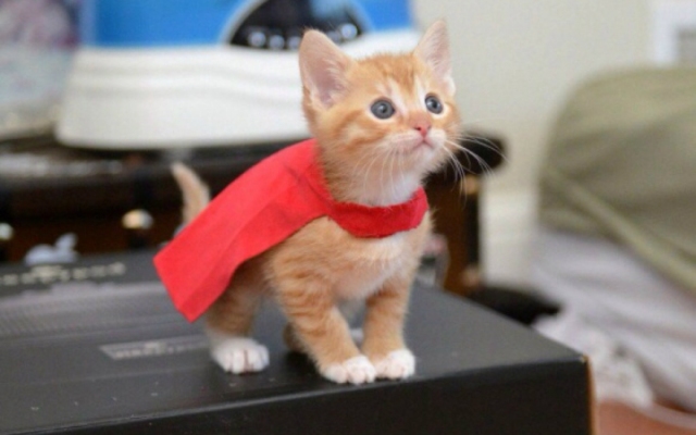 流浪猫志愿者实践活动,做志愿者的活动纪实