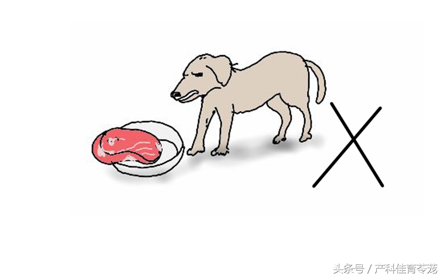 怀孕以后还能养狗吗,怀孕以后还能养狗呗