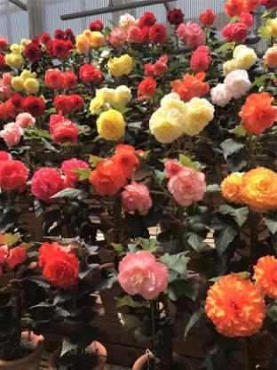 日本升龙道之旅攻略,日本升龙道旅游