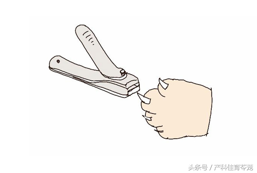 怀孕后可以养宠物吗,为什么怀孕不能养宠物