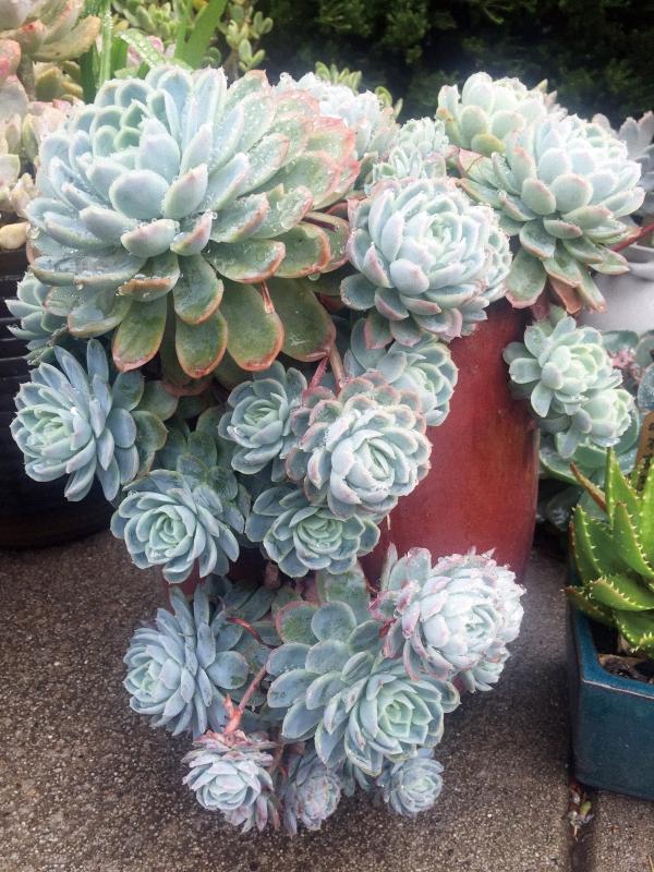 多肉植物澳大利亚墨尔本,墨尔本多肉