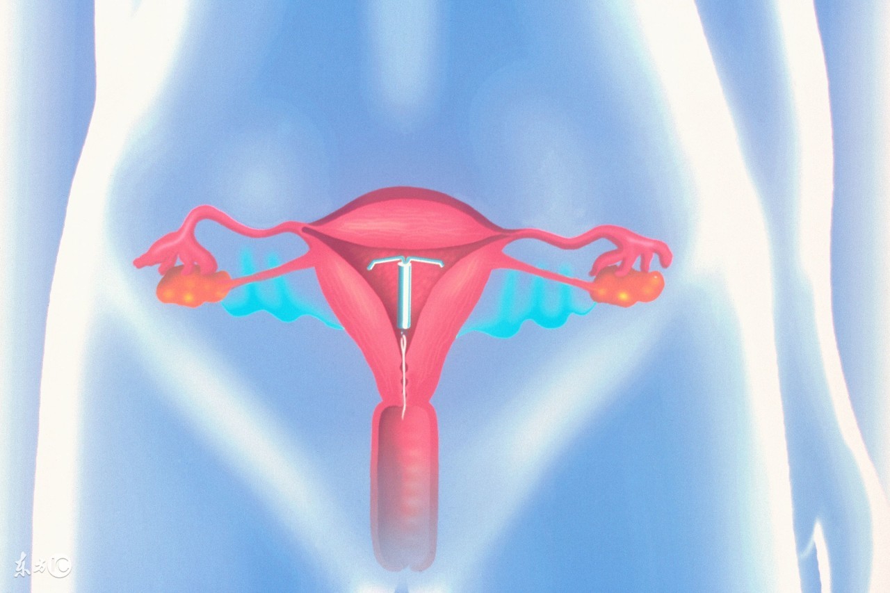 种鸭输卵管解剖位置,输卵管的解剖位置示意图