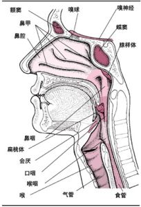 小孩鼻子流黄水是怎么回事啊,鼻子流臭水什么原因