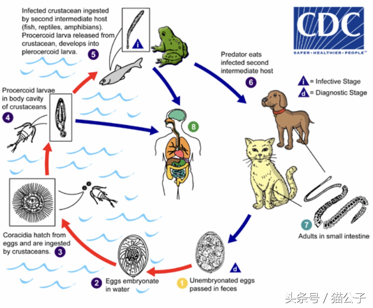 养猫会导致人得脑膜炎吗,养猫会让人得脑瘤吗