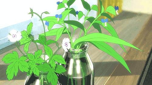 夏天招蚊子的绿植,绿植除虫小妙招