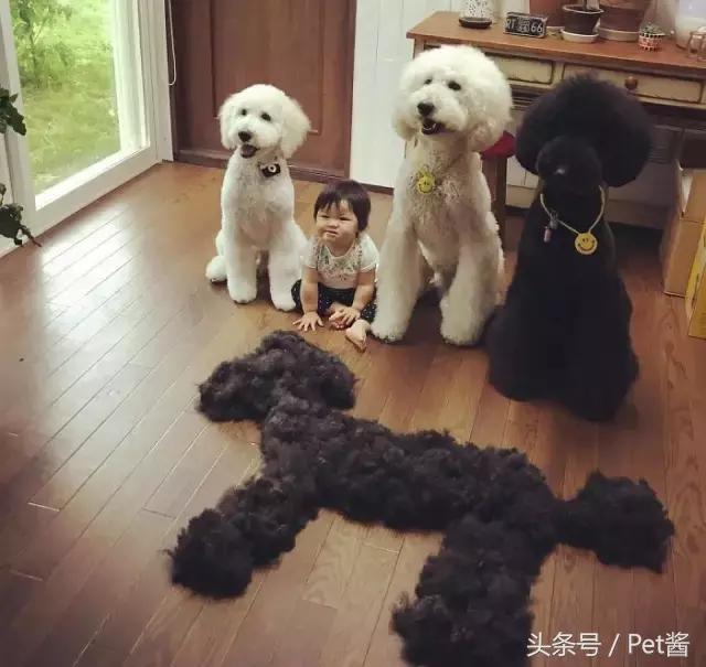 好可爱的巨型贵宾犬,超粘人的巨型贵宾犬