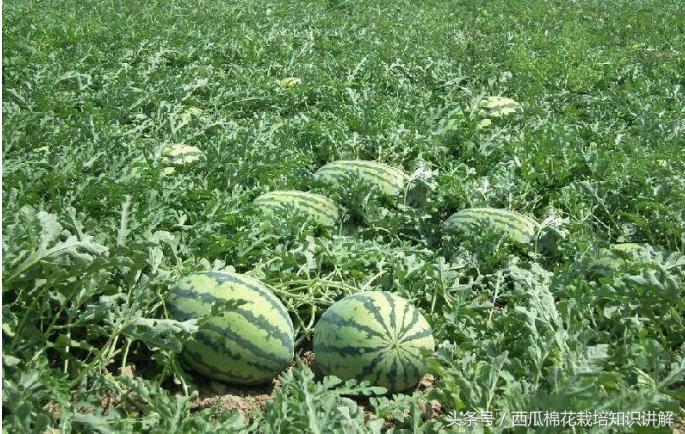 西瓜用什么肥料增产最快,西瓜控制旺长用什么药比较好