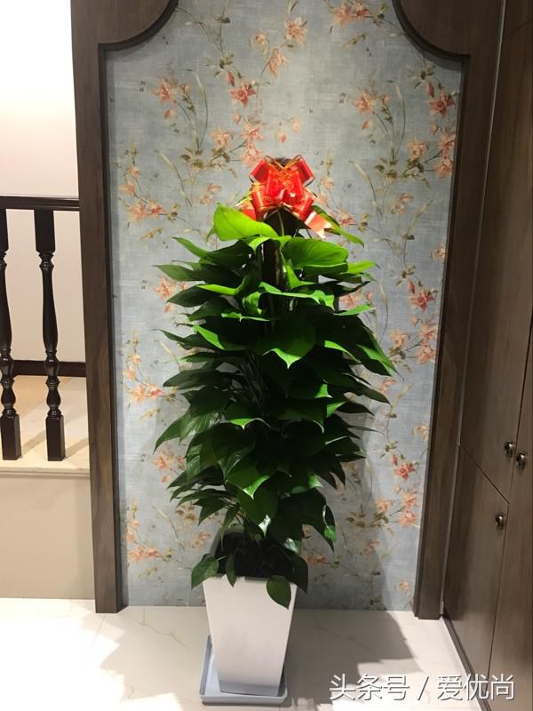 开业乔迁，吉利有寓意的盆栽有哪些？