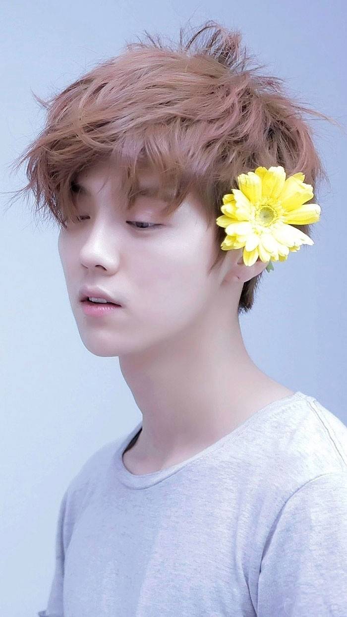 鹿晗，春风十里不如壁纸有你