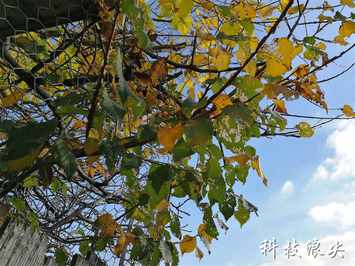 华为p10完整测评视频,华为p10值得入手吗最新