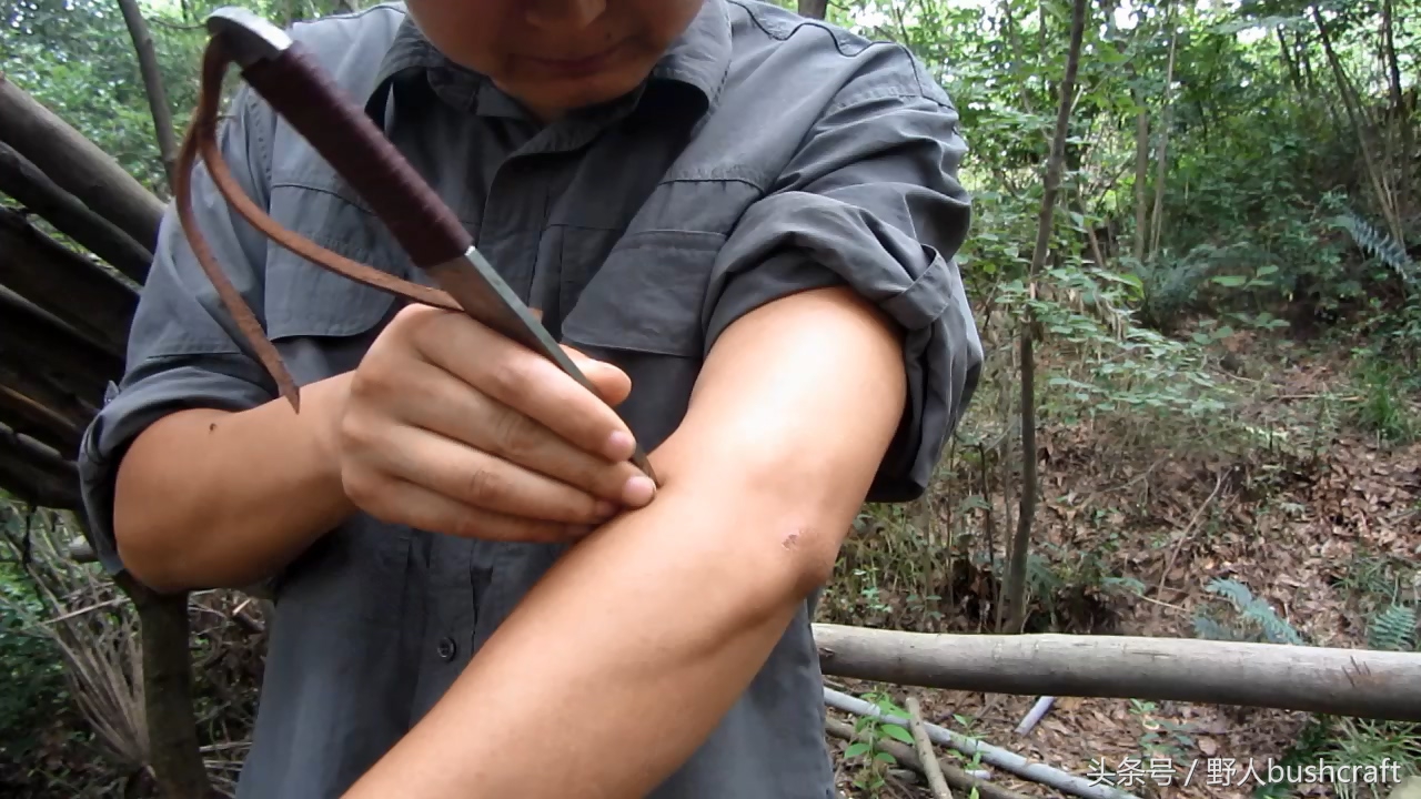 荒野求生徒手杀牛,荒野求生割生肉