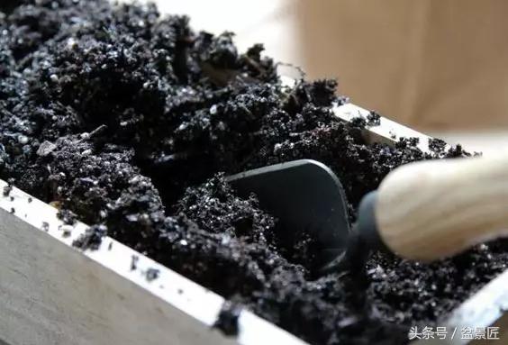 夏天招蚊子的绿植,绿植除虫小妙招