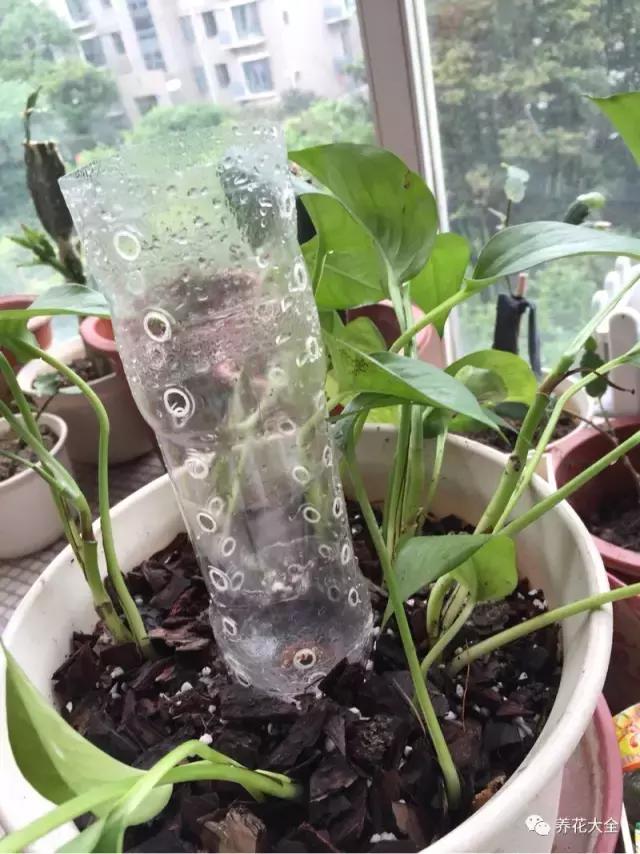 小小的绿萝，竟然完爆你家其他花，甩出十条街都不止！