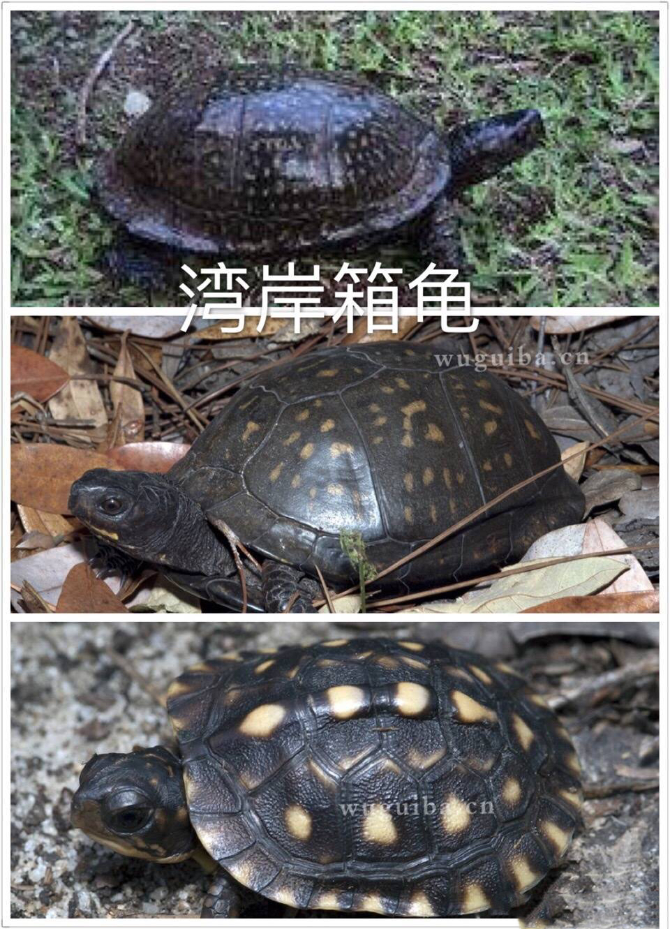 箱龟怎么区分品种,箱龟种类大全