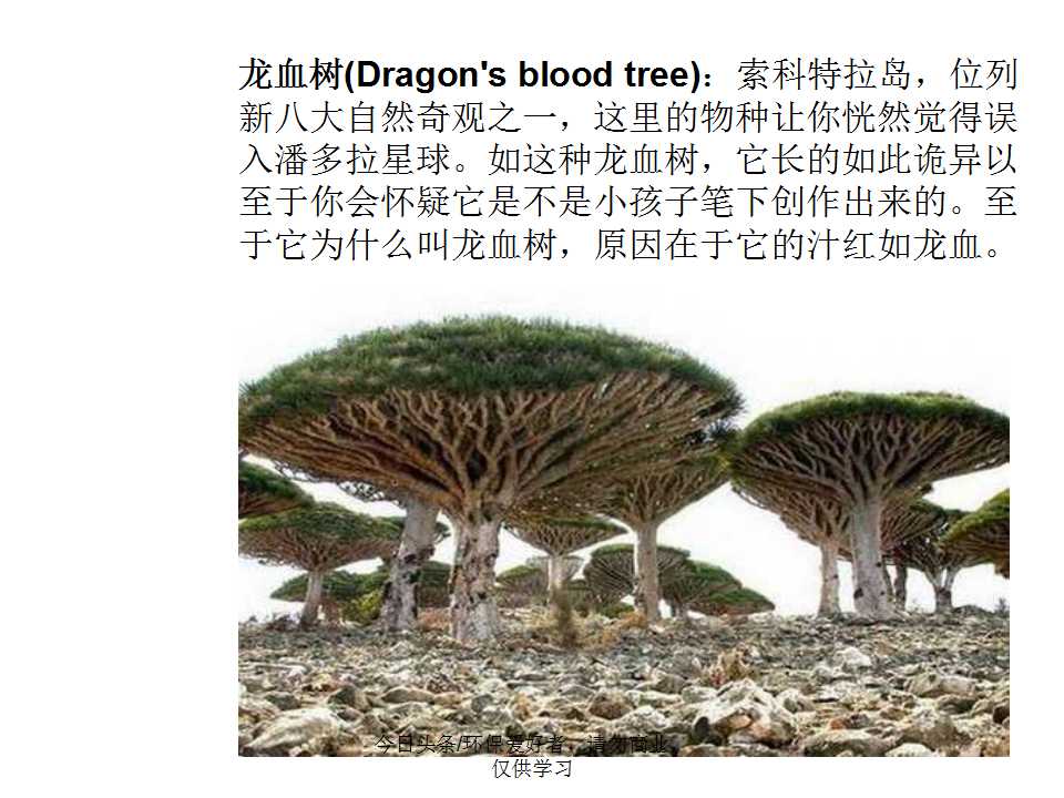 认识植物从身边开始,认识植物的根茎叶各个部分