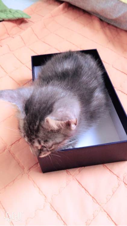 去朋友家，抱养了一只小猫，喂养两周后，我们的噩梦开始了！