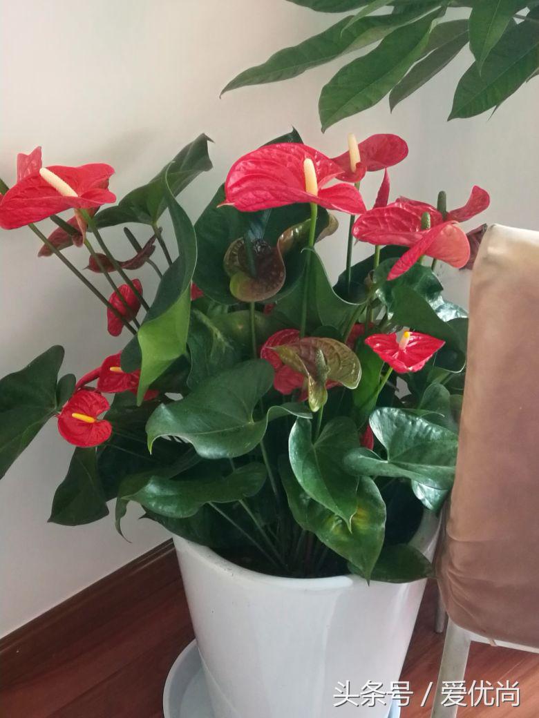 开业乔迁，吉利有寓意的盆栽有哪些？