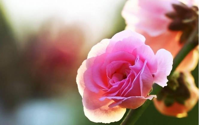 南方最美的十大名花,十大名花代表的城市