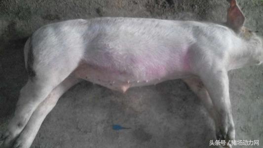 母猪产后发烧的正确治疗方法,母猪产崽后子宫发炎怎么办