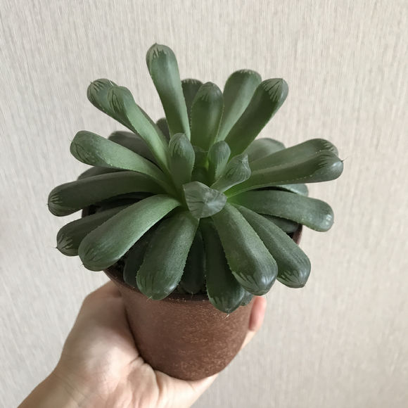 玉露怎么可以快速长大,干瘪的玉露怎么救