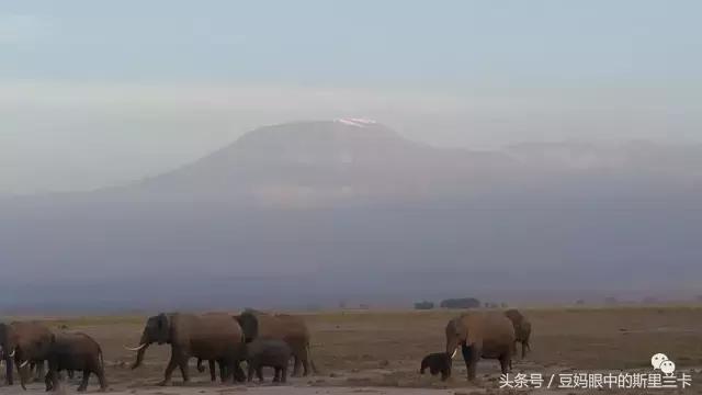 风动？树动？心动！致你，Kenya