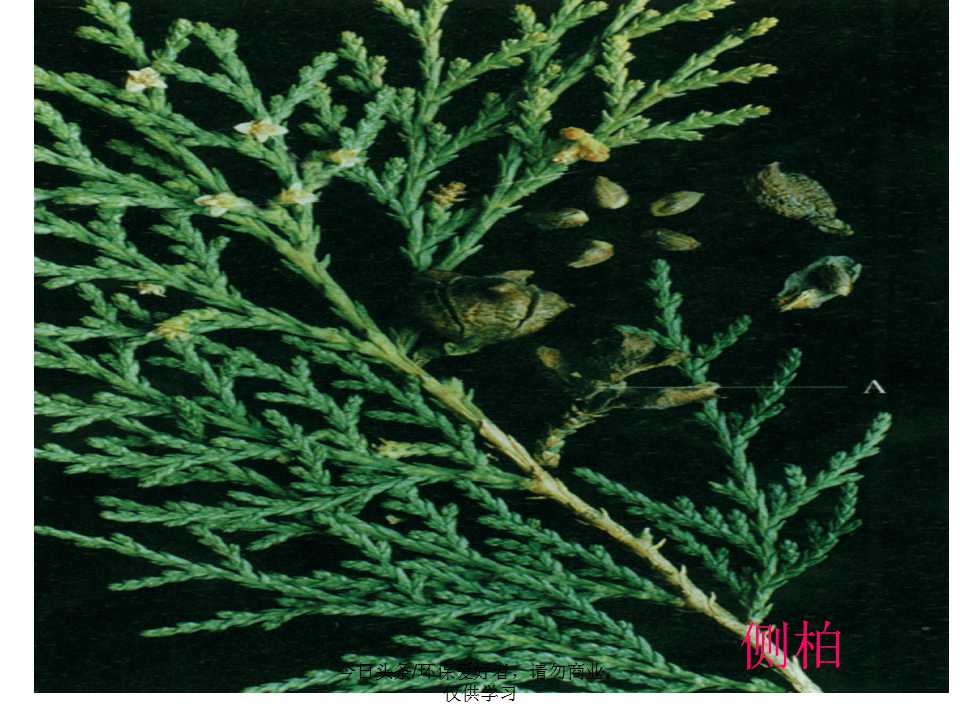 认识植物从身边开始,认识植物的根茎叶各个部分