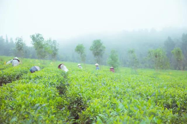 腾冲“茶妈妈”：茶的淡泊，也是人的淡泊