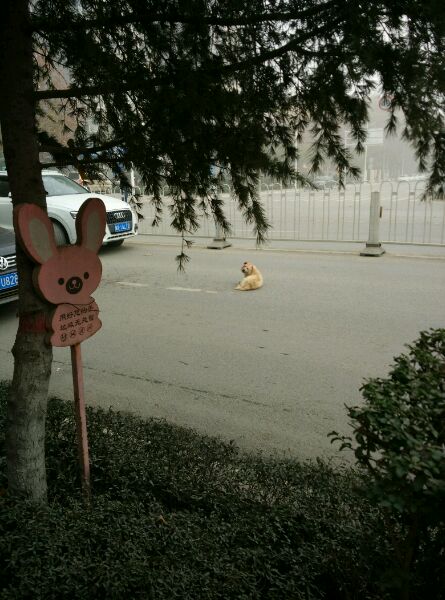 前天在路上看到一只狗被车撞,狗狗出车祸还能救吗