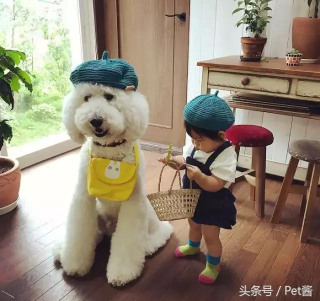 两个月的巨型贵宾犬,七个月大的巨型贵宾犬