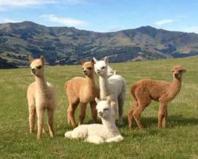 秘鲁神兽来袭,能给你的绝不只是表情包