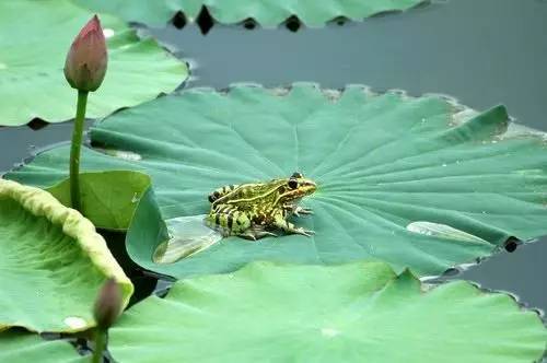 稻花香里说丰年诗词讲解,稻花香里说丰年听取蛙声一片500字