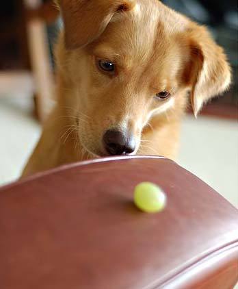 巧克力葡萄还有什么狗不能吃,狗不能吃巧克力还不能吃什么食物